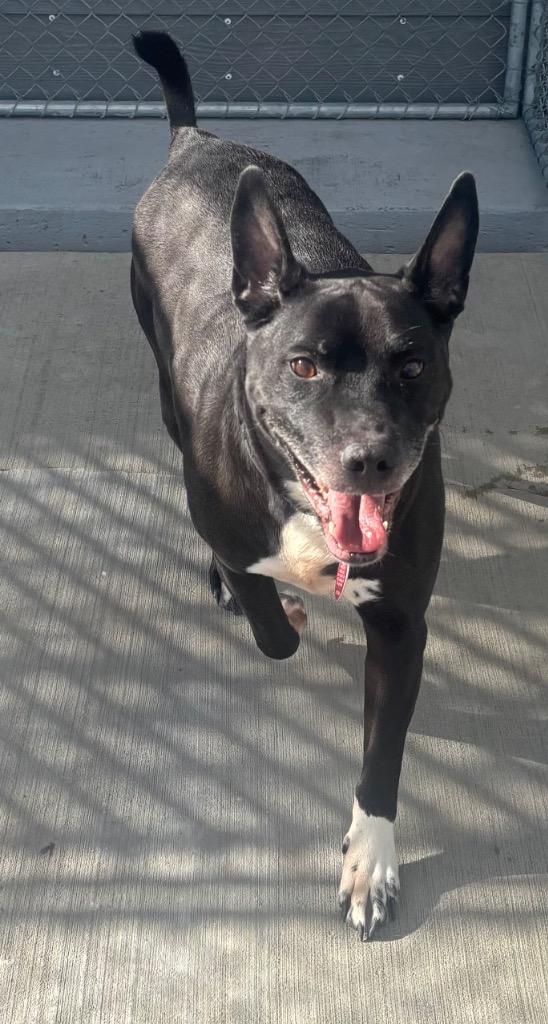 Jack, a Adoptable mixed breed in Green River, WY image 2/2