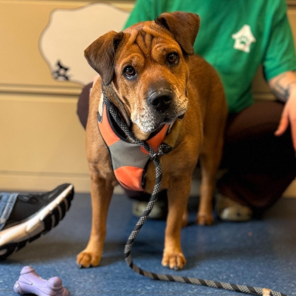 Zoey, Adoptable, Senior Female Shar-Pei & Mixed Breed.