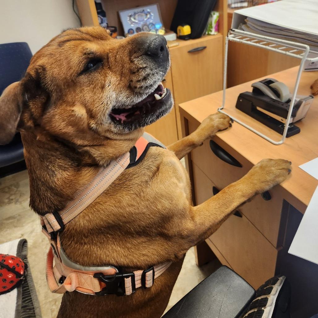 Enlarge Zoey, a Adoptable mixed breed in Fairfax Station, VA image 2/6