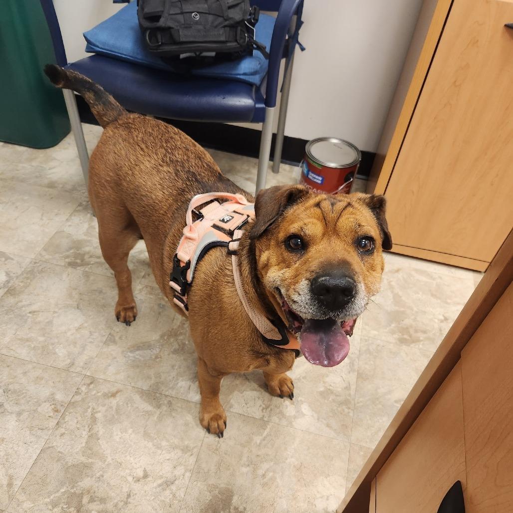 Enlarge Zoey, a Adoptable mixed breed in Fairfax Station, VA image 3/6