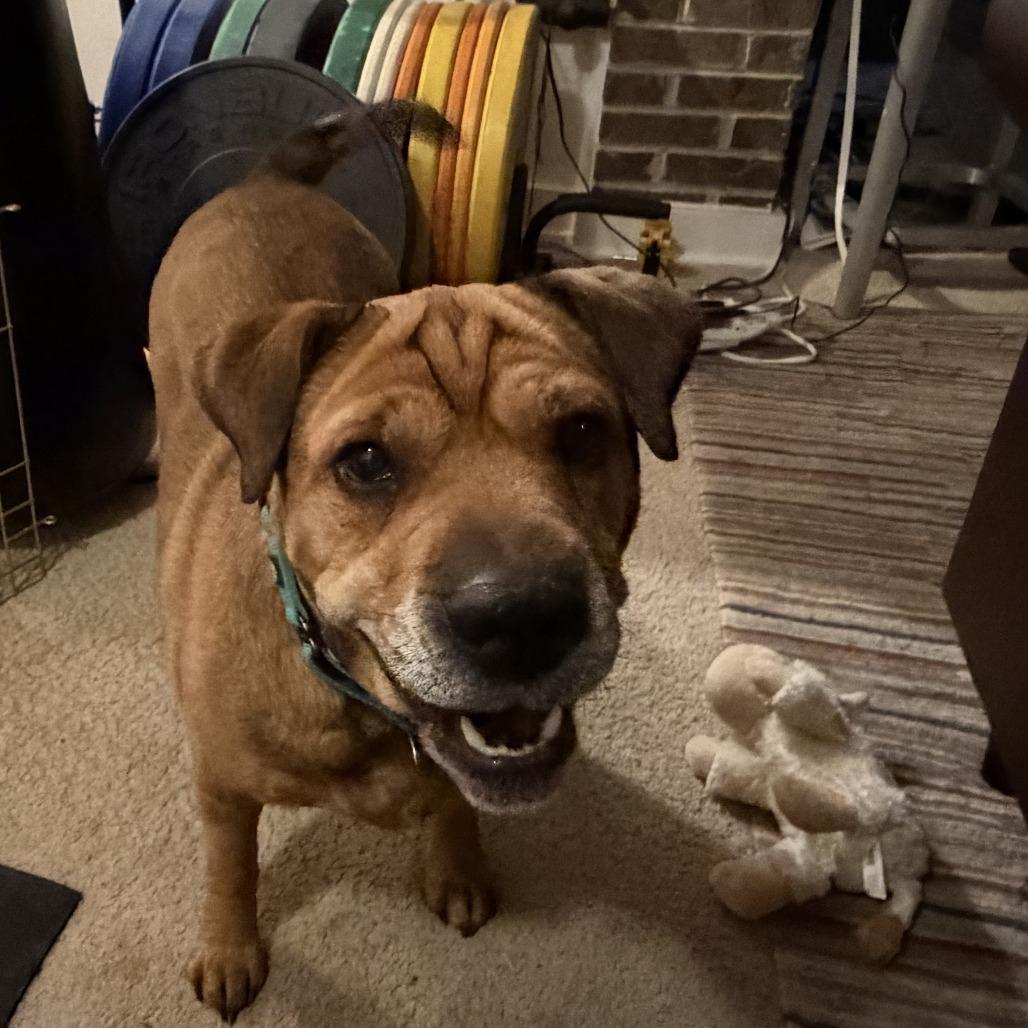 Zoey, a Adoptable mixed breed in Fairfax Station, VA image 4/6