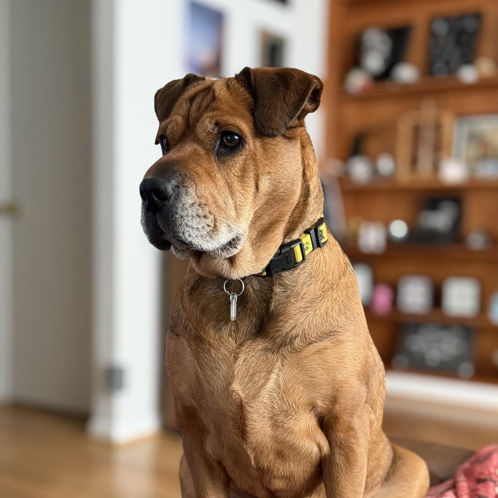 Enlarge Zoey, a Adoptable mixed breed in Fairfax Station, VA image 4/6