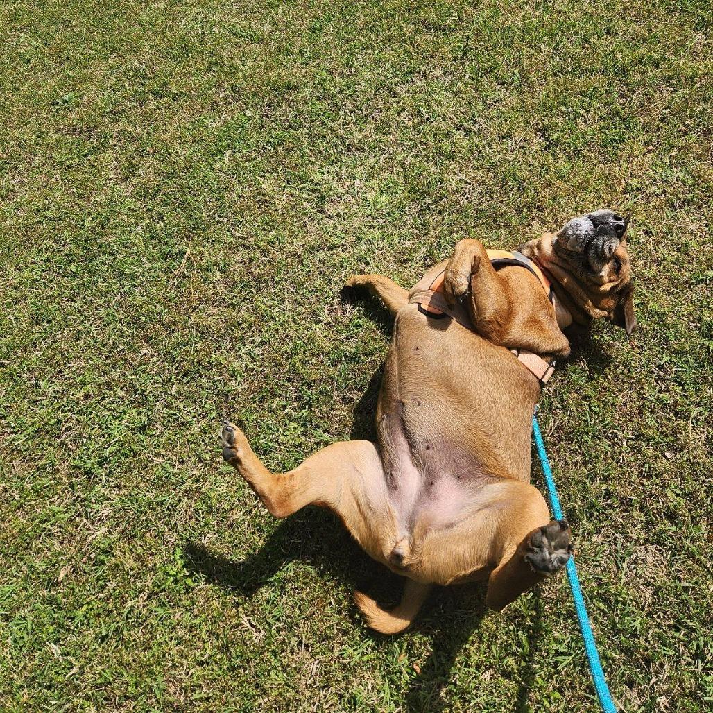 Enlarge Zoey, a Adoptable mixed breed in Fairfax Station, VA image 4/6