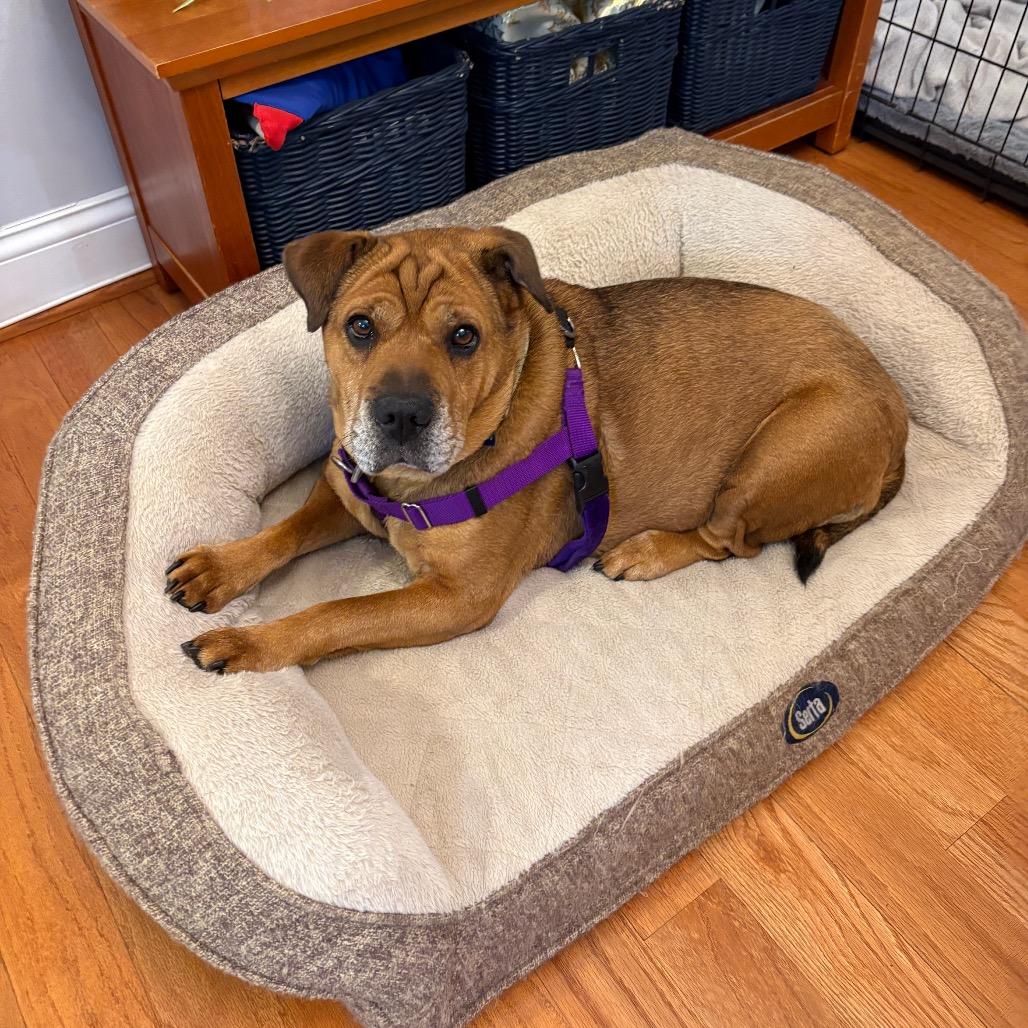 Enlarge Zoey, a Adoptable mixed breed in Fairfax Station, VA image 5/6