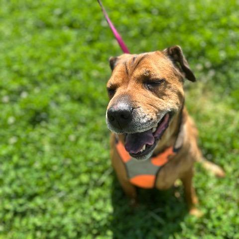 Enlarge Zoey, a Adoptable mixed breed in Fairfax Station, VA image 5/6