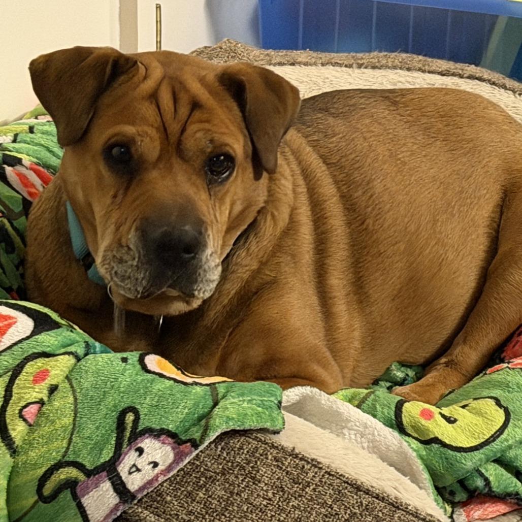 Enlarge Zoey, a Adoptable mixed breed in Fairfax Station, VA image 6/6