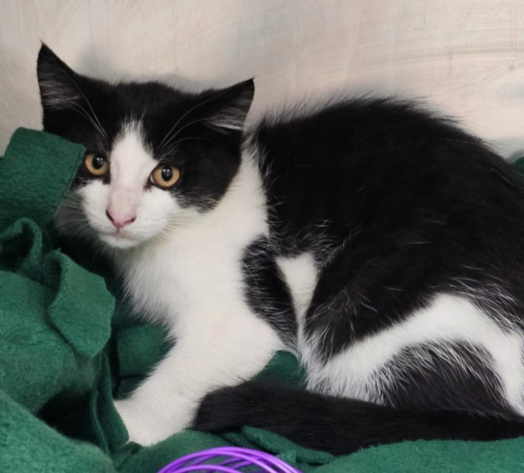 Dani, Adoptable, Young Female Domestic Short Hair.