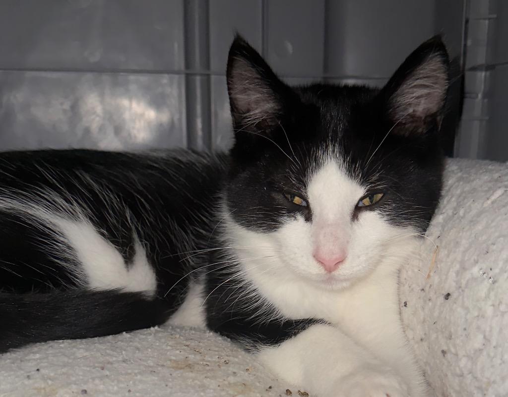 Dani, a Adoptable mixed breed in Defiance, OH image 2/6