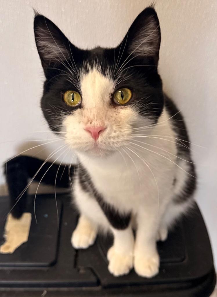 Dani, Adoptable, Young Female Domestic Short Hair.