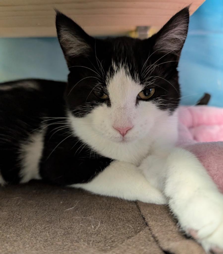 Dani, Adoptable, Young Female Domestic Short Hair.