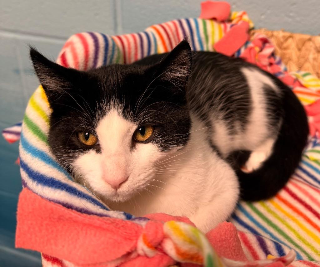 Dani, a Adoptable mixed breed in Defiance, OH image 6/6