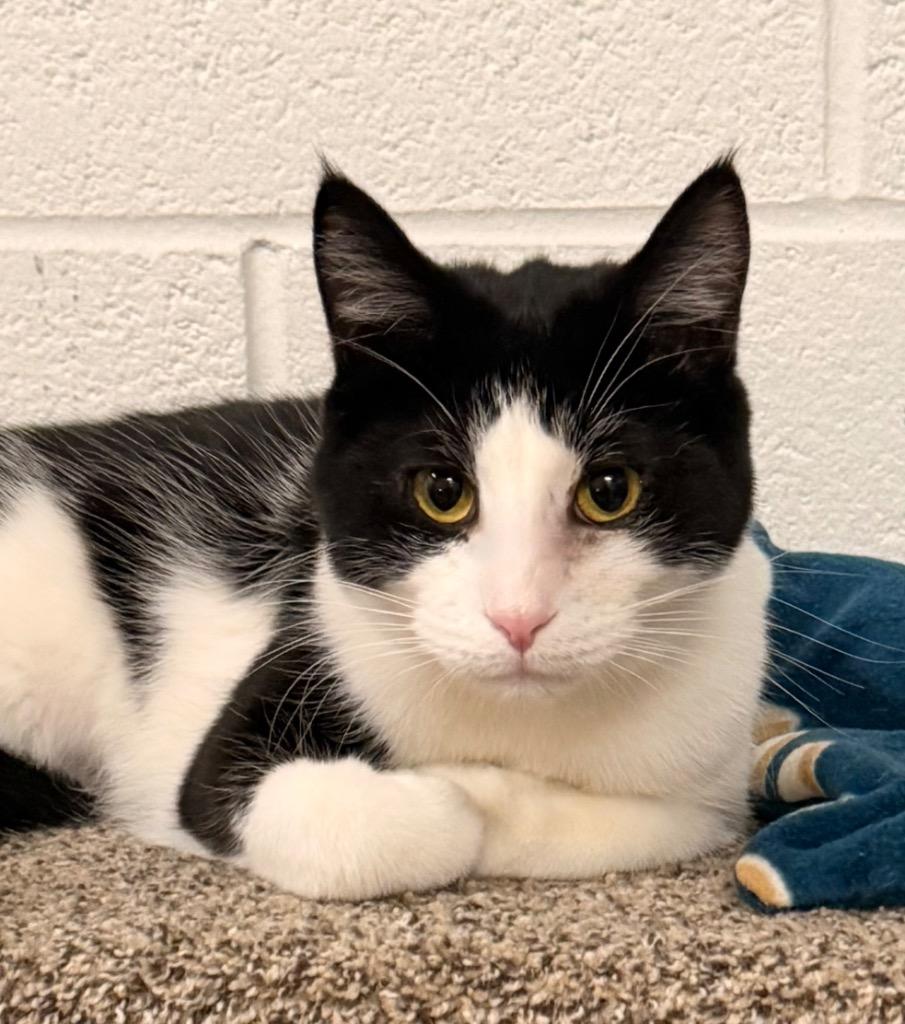 Enlarge Dani, a Adoptable mixed breed in Defiance, OH image 4/6