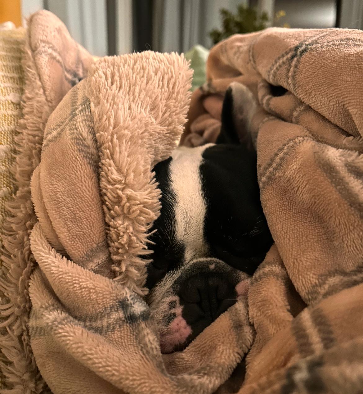 Penny, Adoptable, Adult Female French Bulldog.