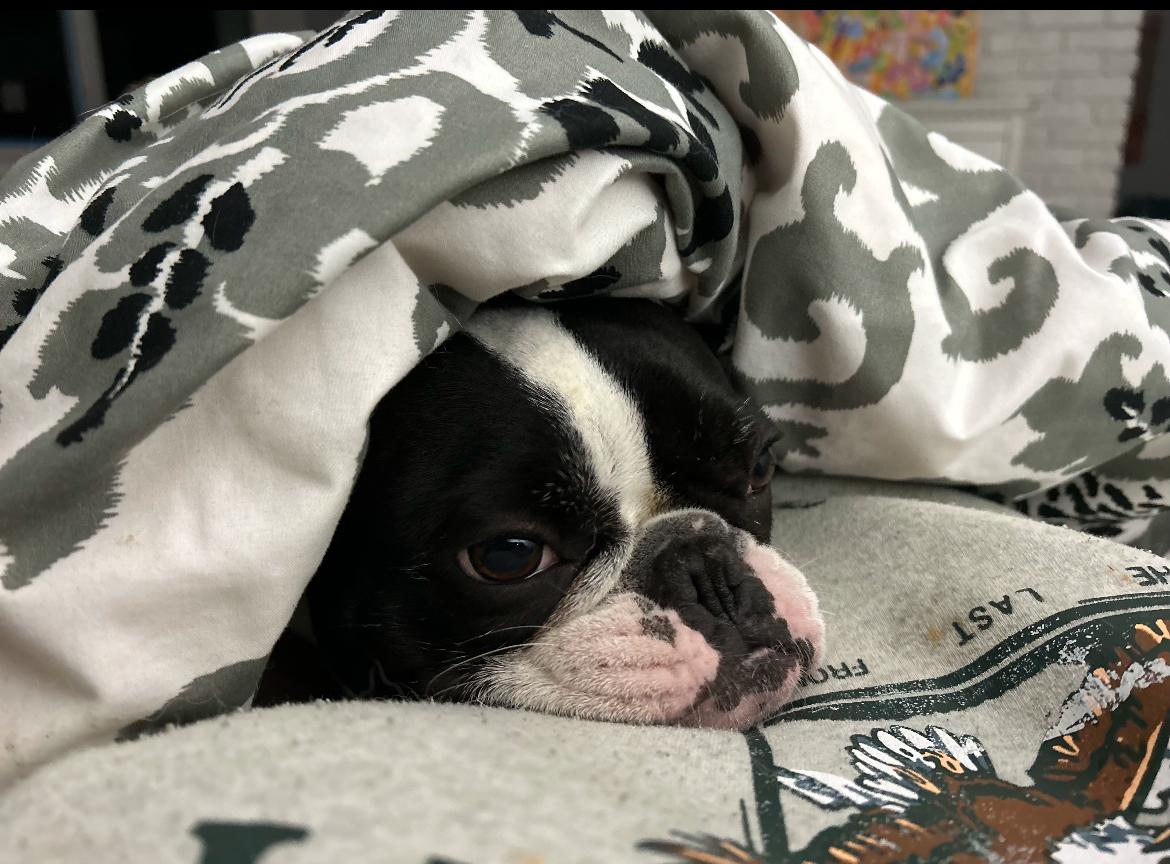 Penny, a Adoptable French Bulldog image 2/6