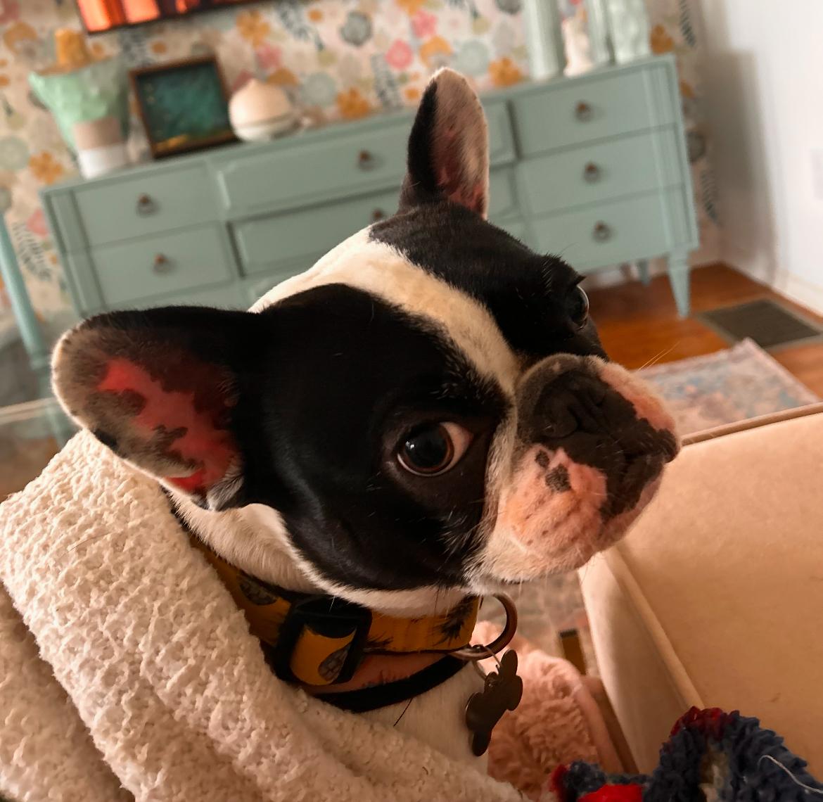 Penny, a Adoptable French Bulldog image 3/6