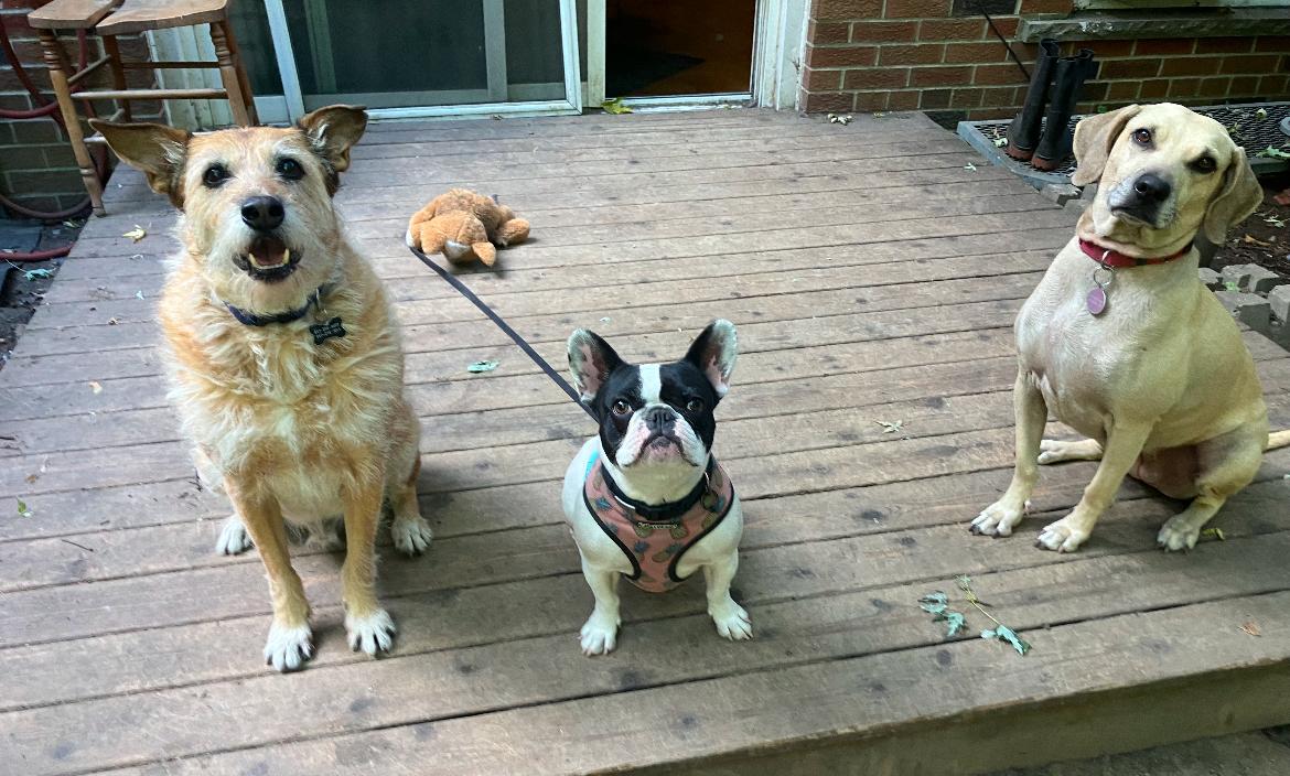 Penny, a Adoptable French Bulldog image 4/6