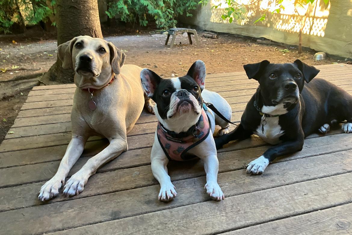 Penny, a Adoptable French Bulldog image 5/6