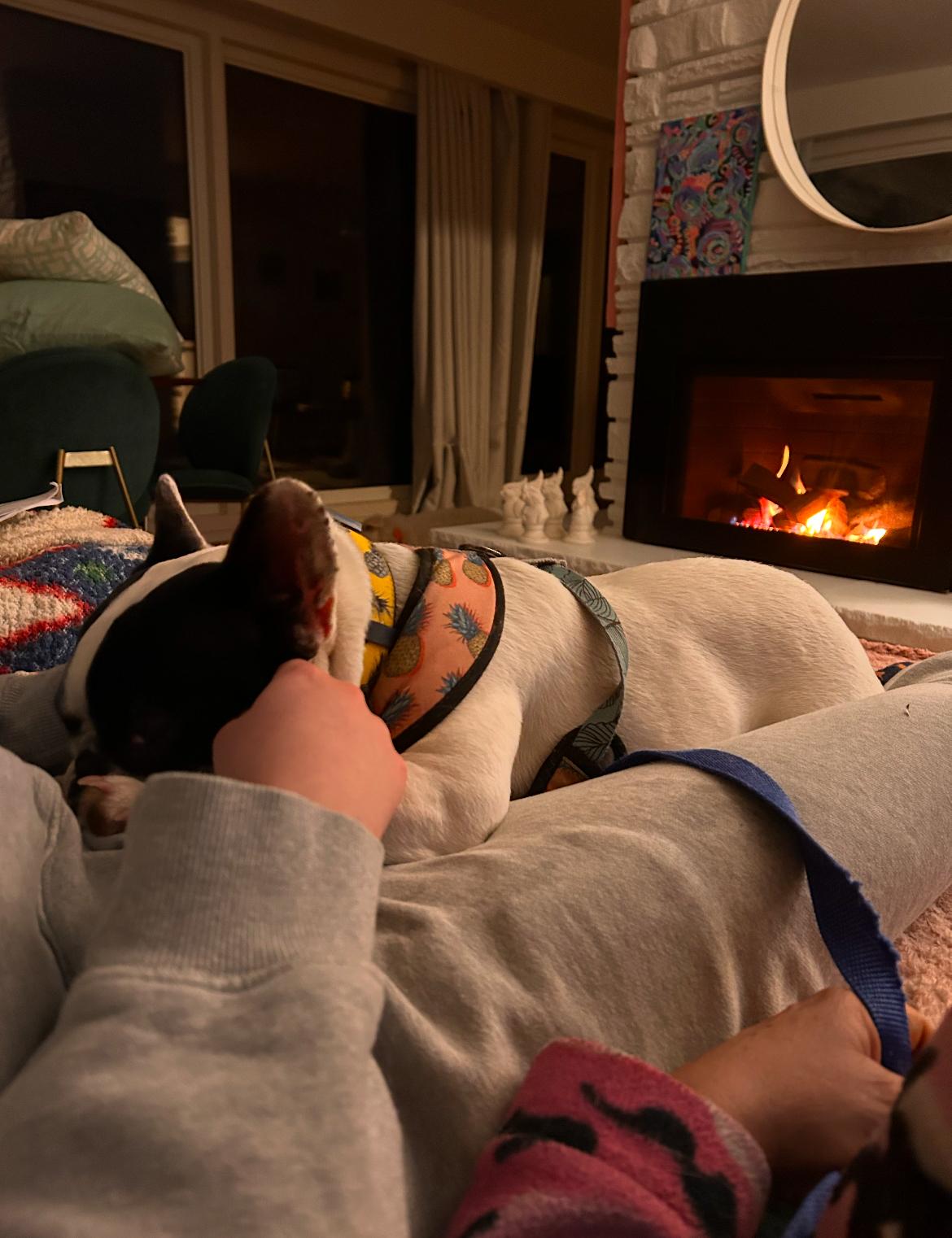 Penny, a Adoptable French Bulldog image 6/6