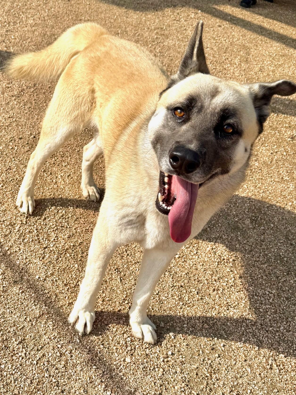 Odin, a ADOPTABLE mixed breed in Comfort, TX image 3/6