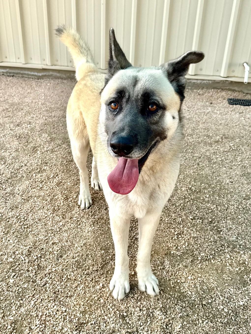 Odin, a ADOPTABLE mixed breed in Comfort, TX image 6/6