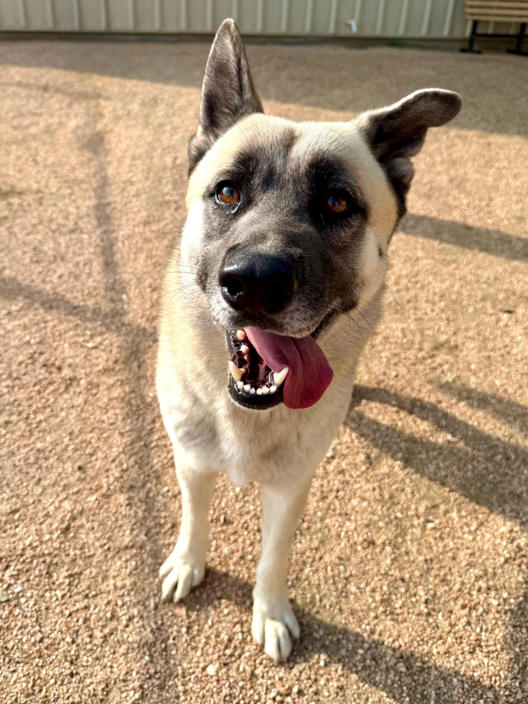 Odin, a ADOPTABLE mixed breed in Comfort, TX image 2/6