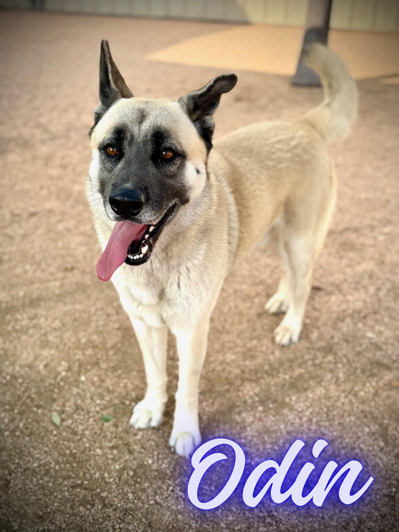 Odin, ADOPTABLE, Adult Male Shepherd.