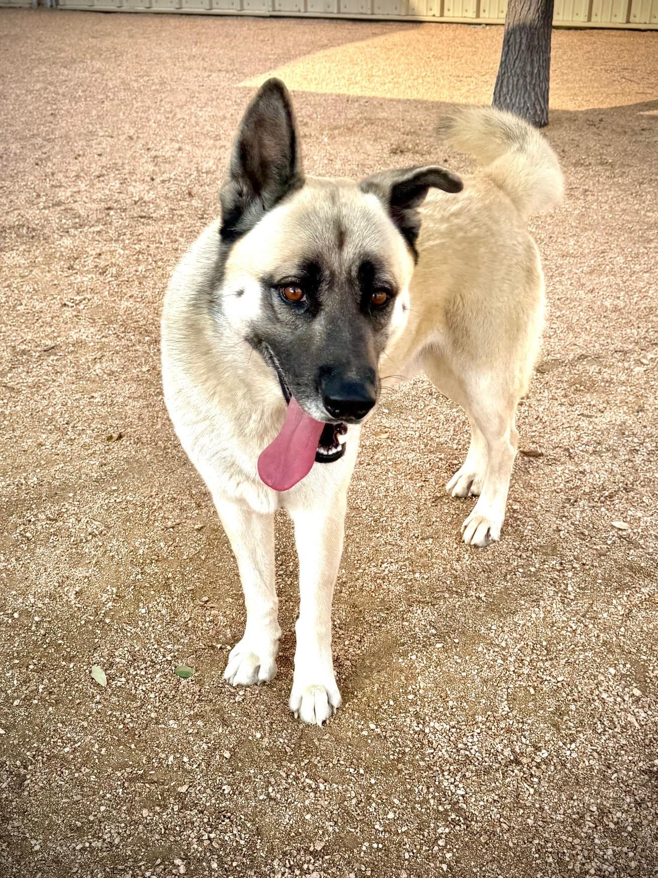 Odin, a ADOPTABLE mixed breed in Comfort, TX image 5/6