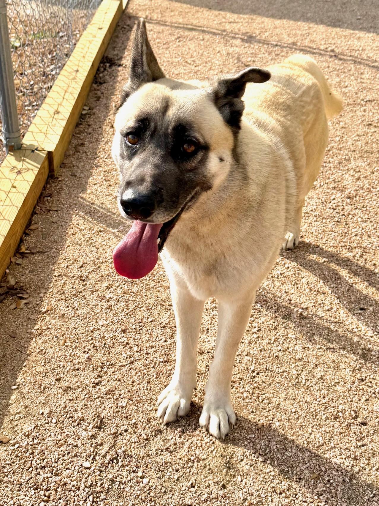 Odin, a ADOPTABLE mixed breed in Comfort, TX image 4/6