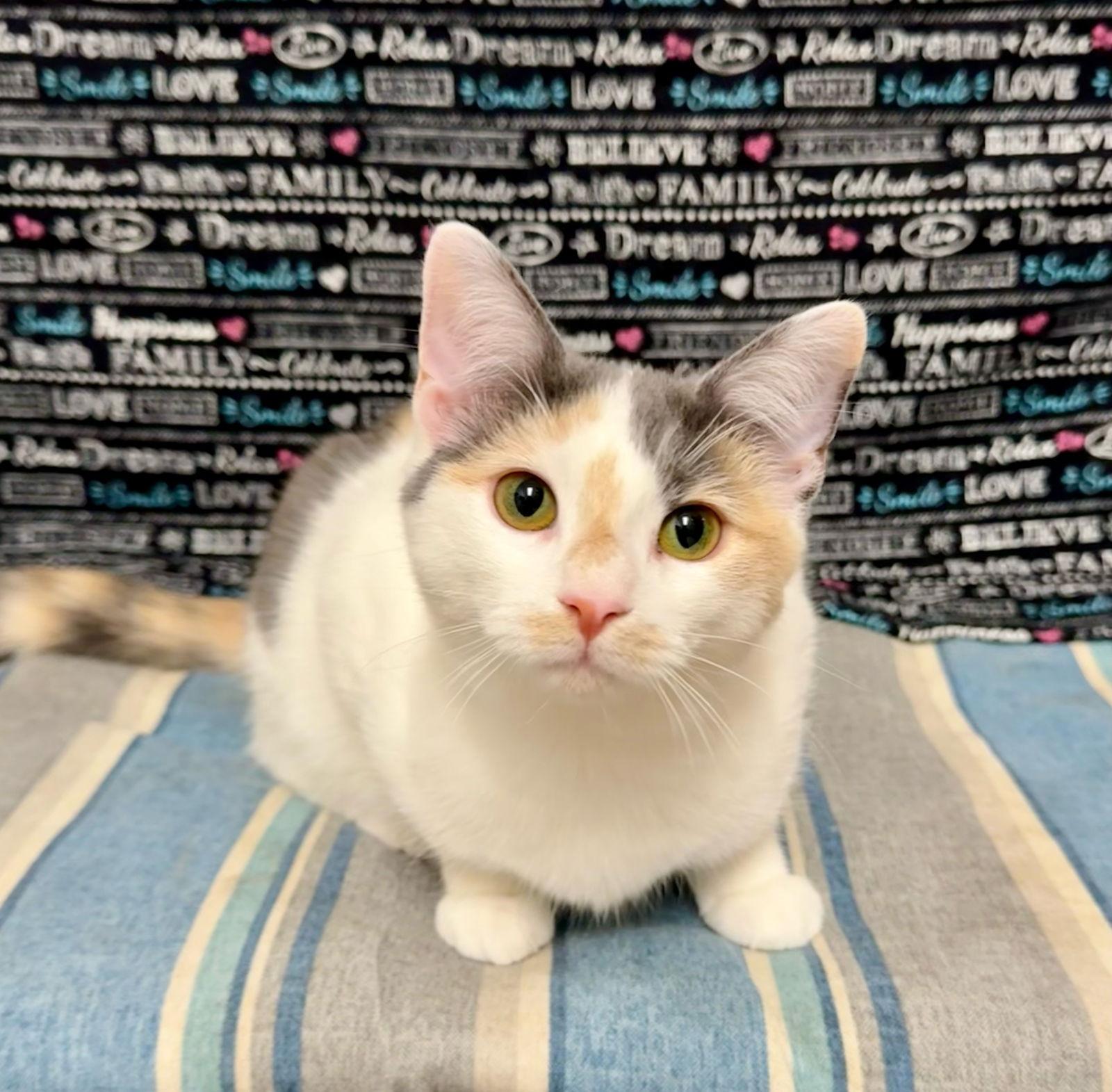 LG, a Adoptable Domestic Short Hair in Newtown Square, PA image 1/3