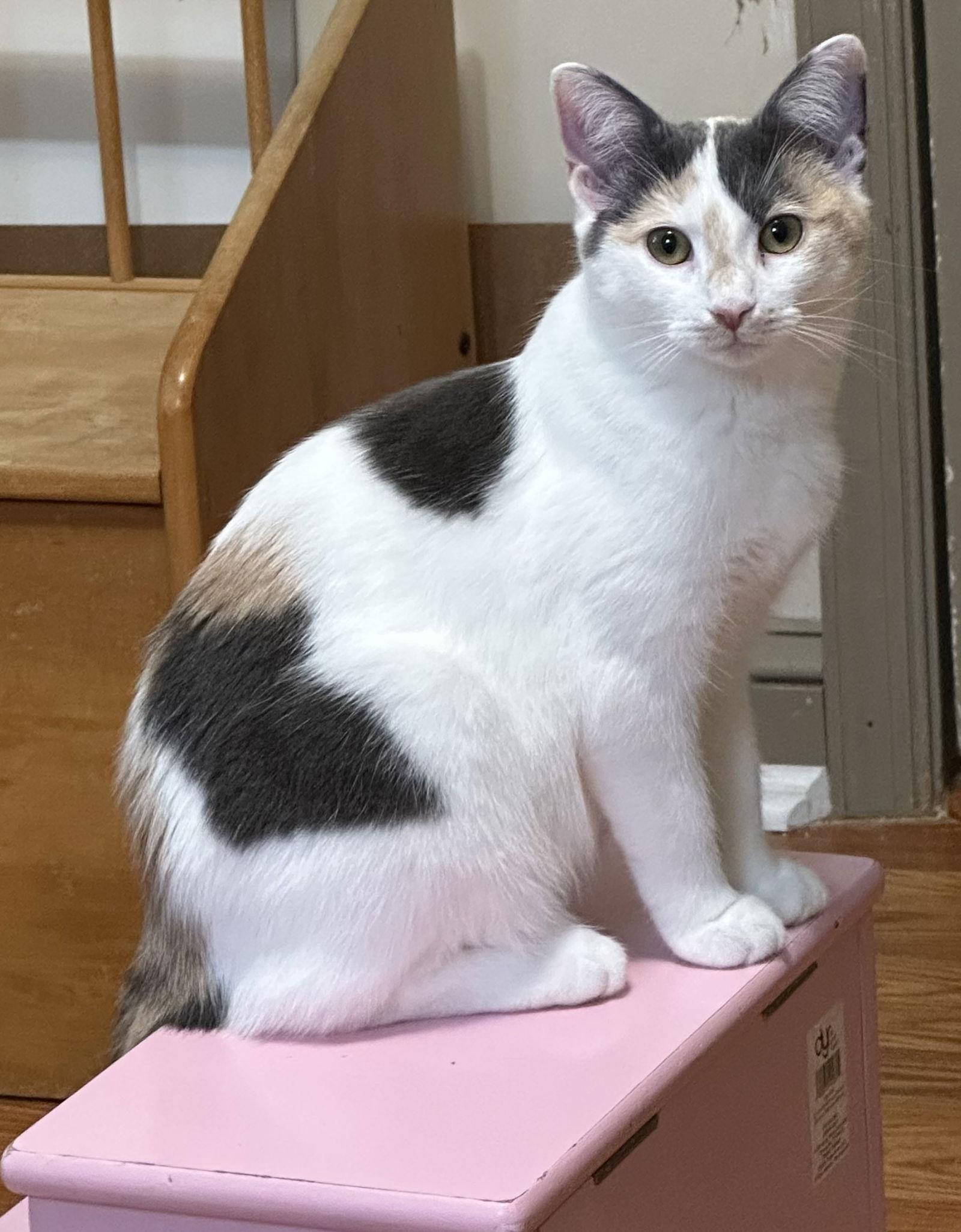 LG, a Adoptable Domestic Short Hair in Newtown Square, PA image 2/3