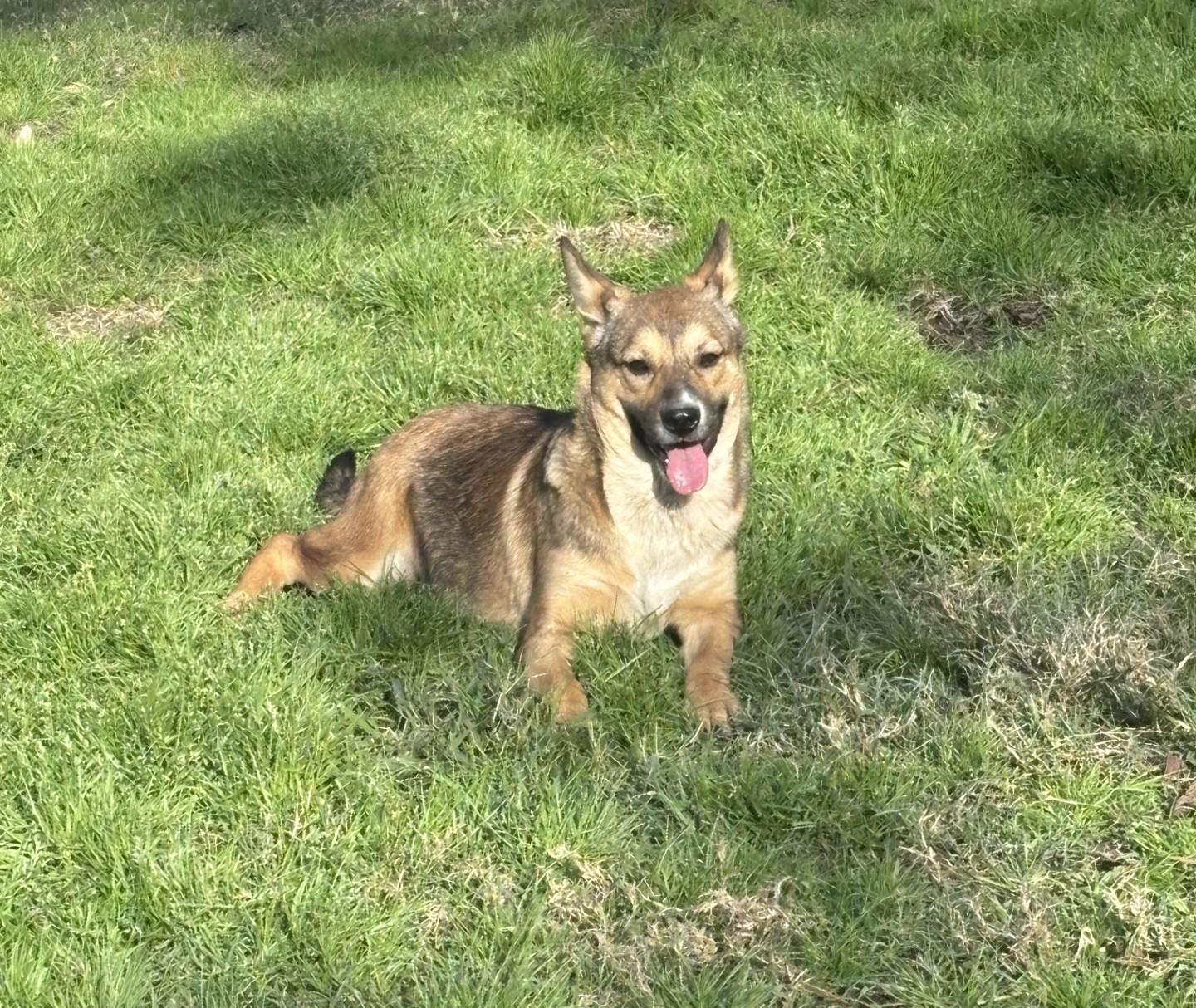 Millie, Adoptable, Young Female German Shepherd Dog.