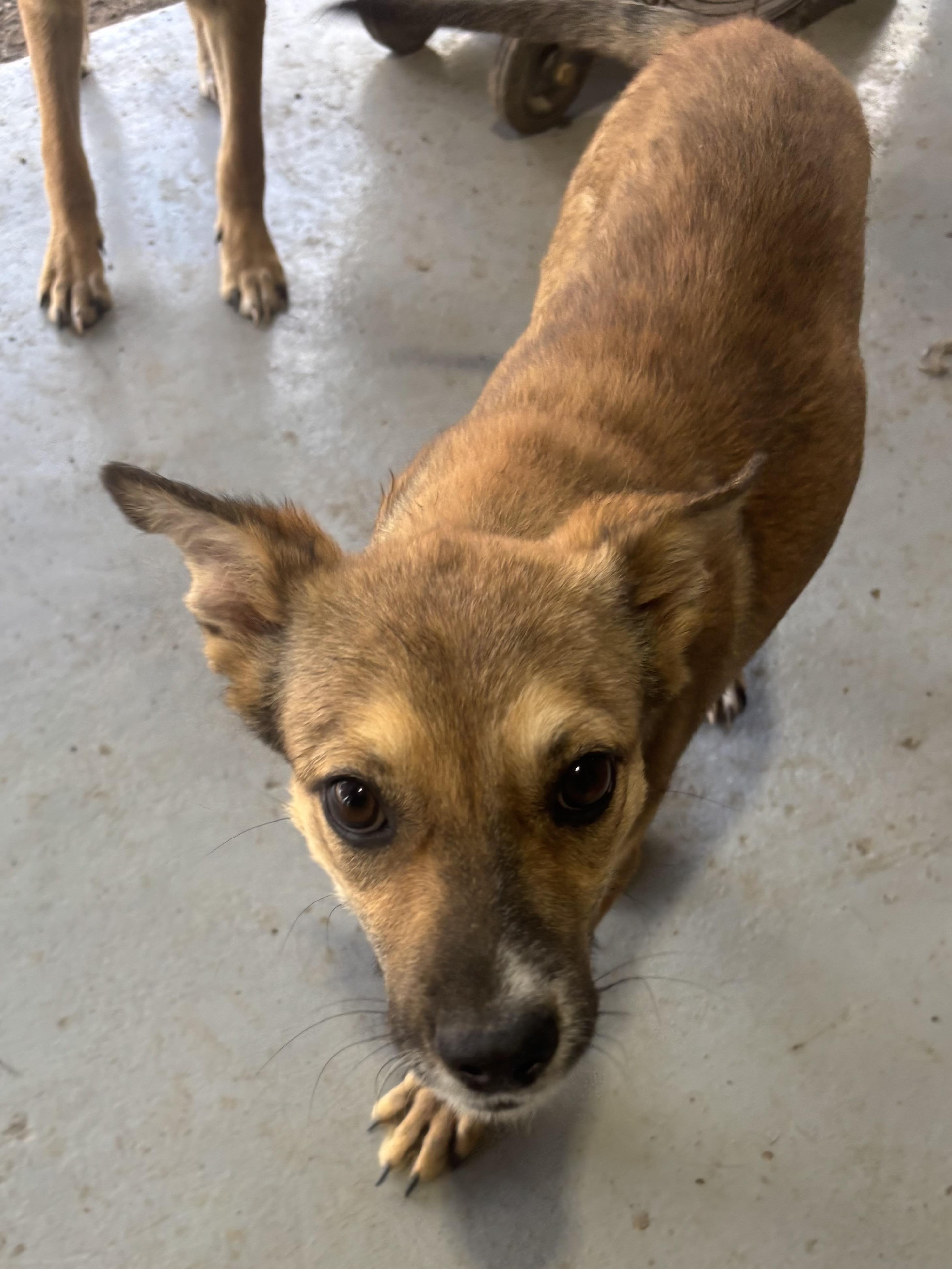 Millie, a Adoptable mixed breed in Coldspring, TX image 3/6