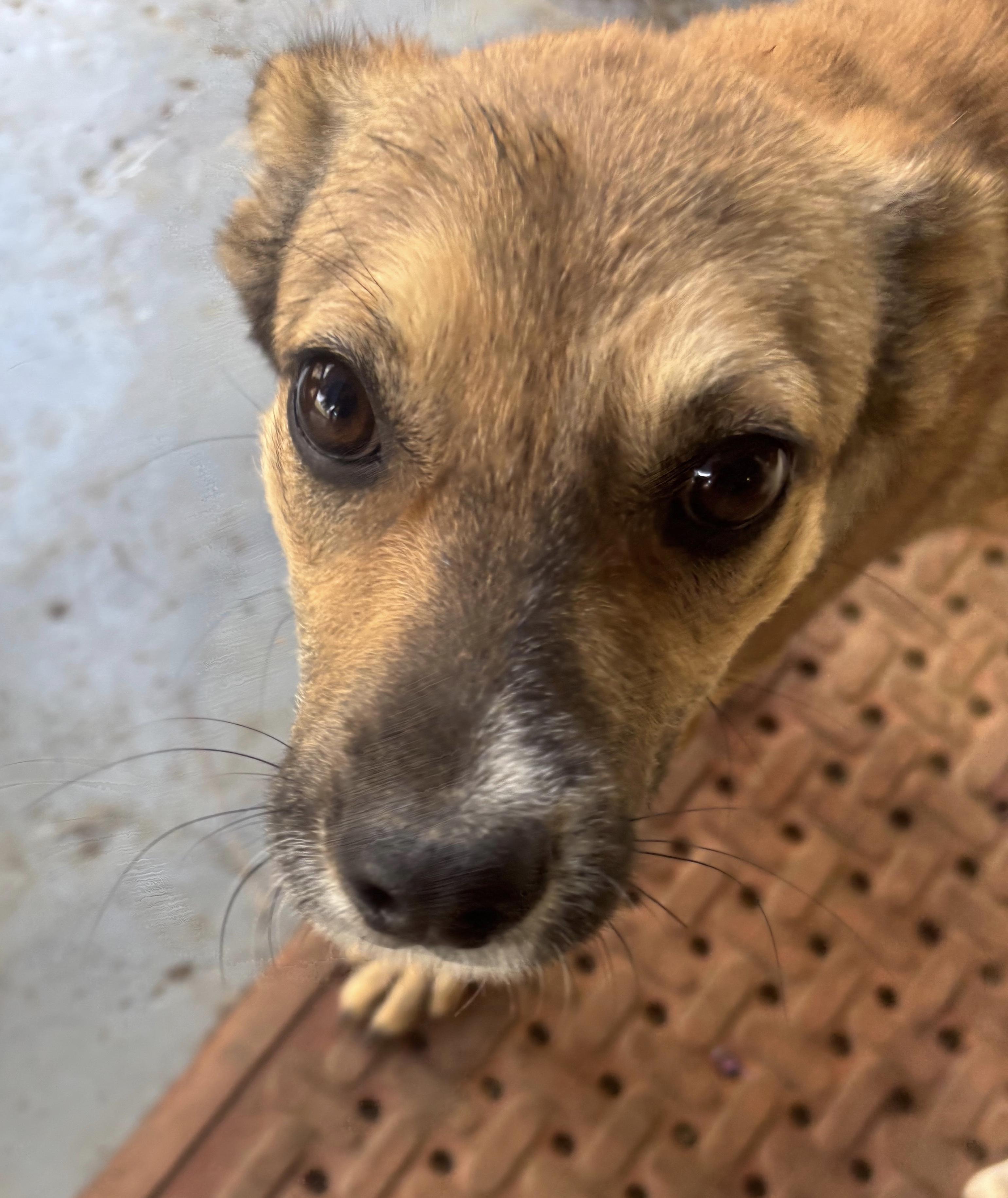 Millie, a Adoptable mixed breed in Coldspring, TX image 4/6