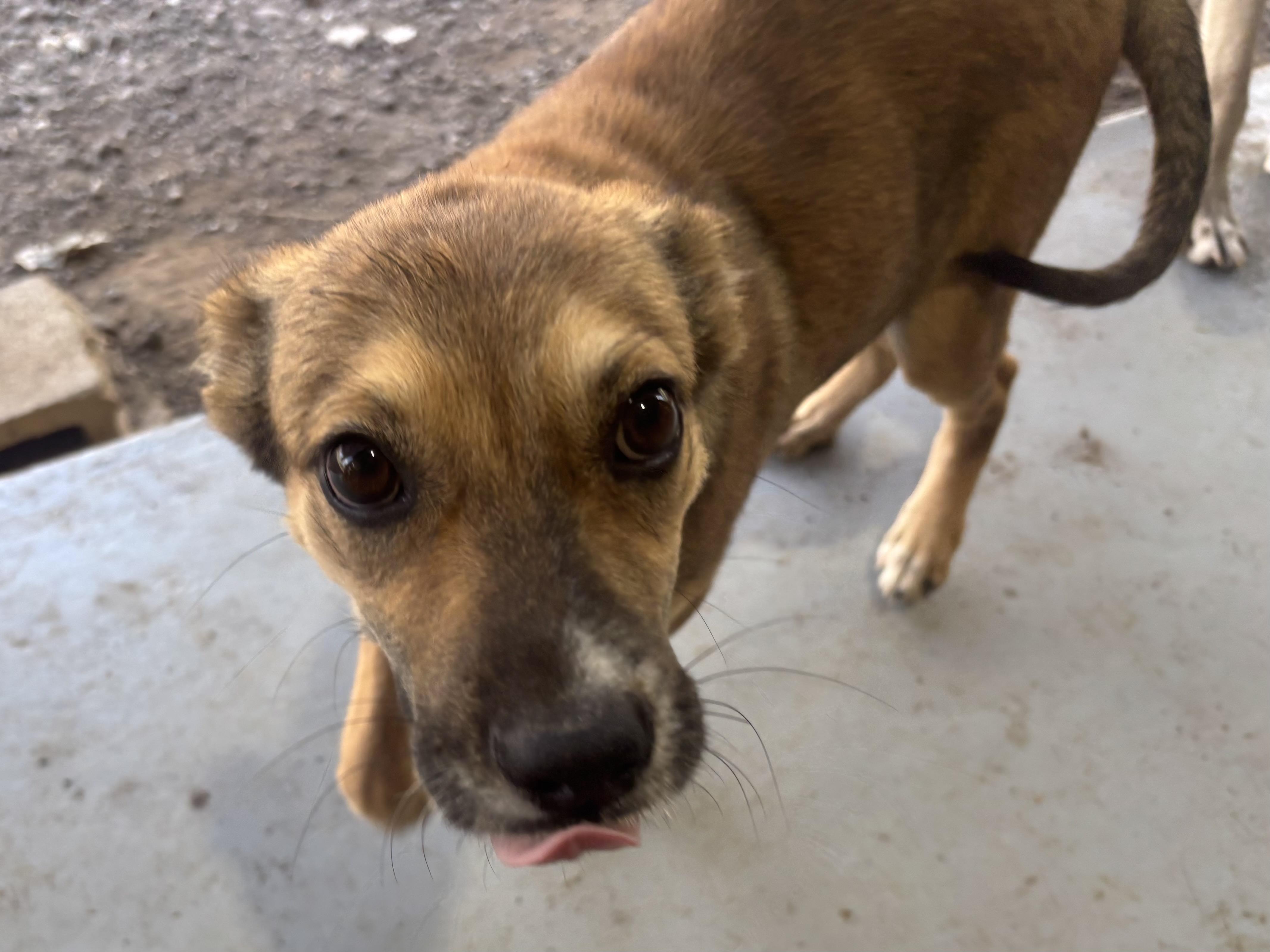 Millie, a Adoptable mixed breed in Coldspring, TX image 5/6