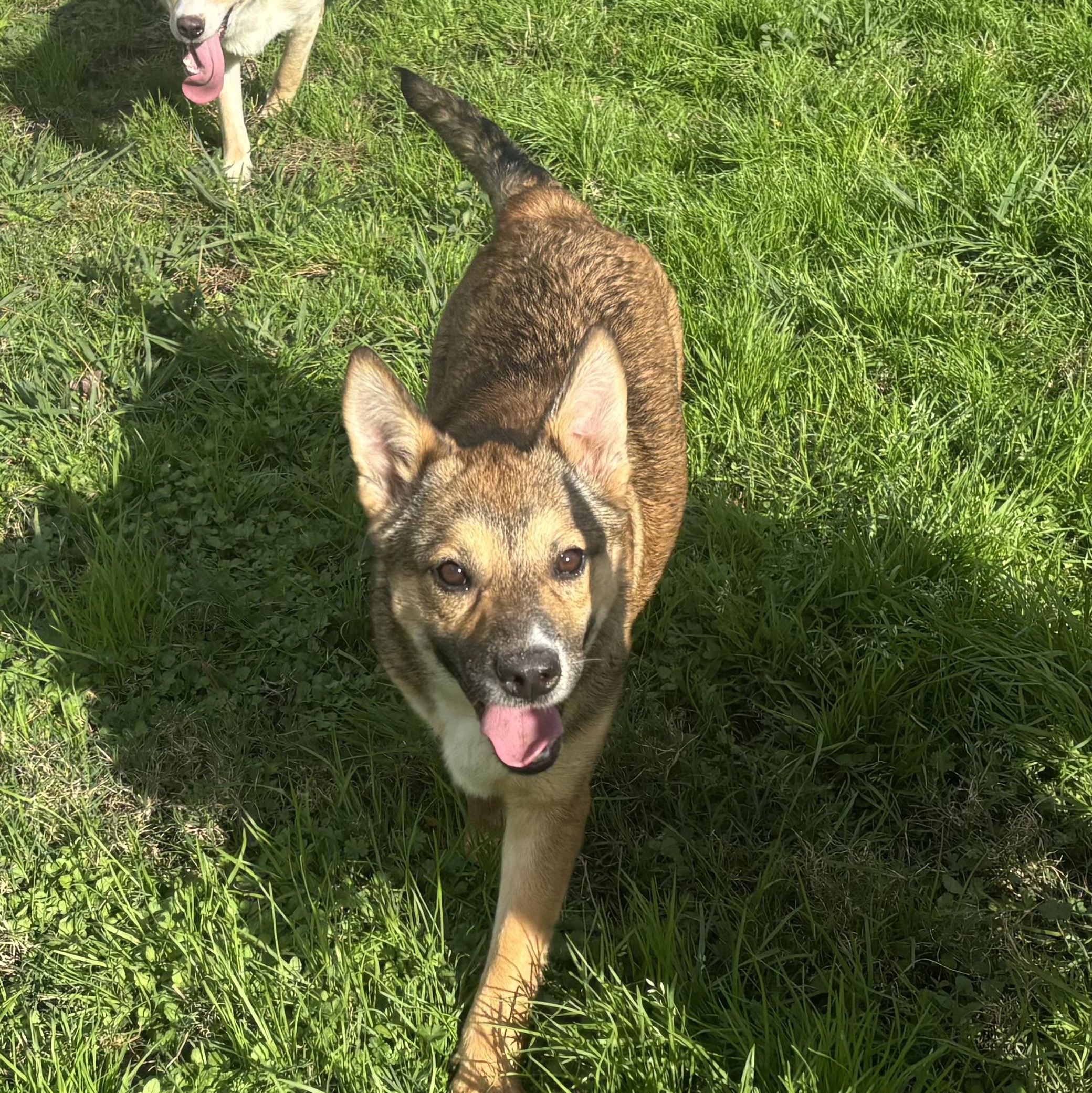 Millie, a Adoptable mixed breed in Coldspring, TX image 2/6
