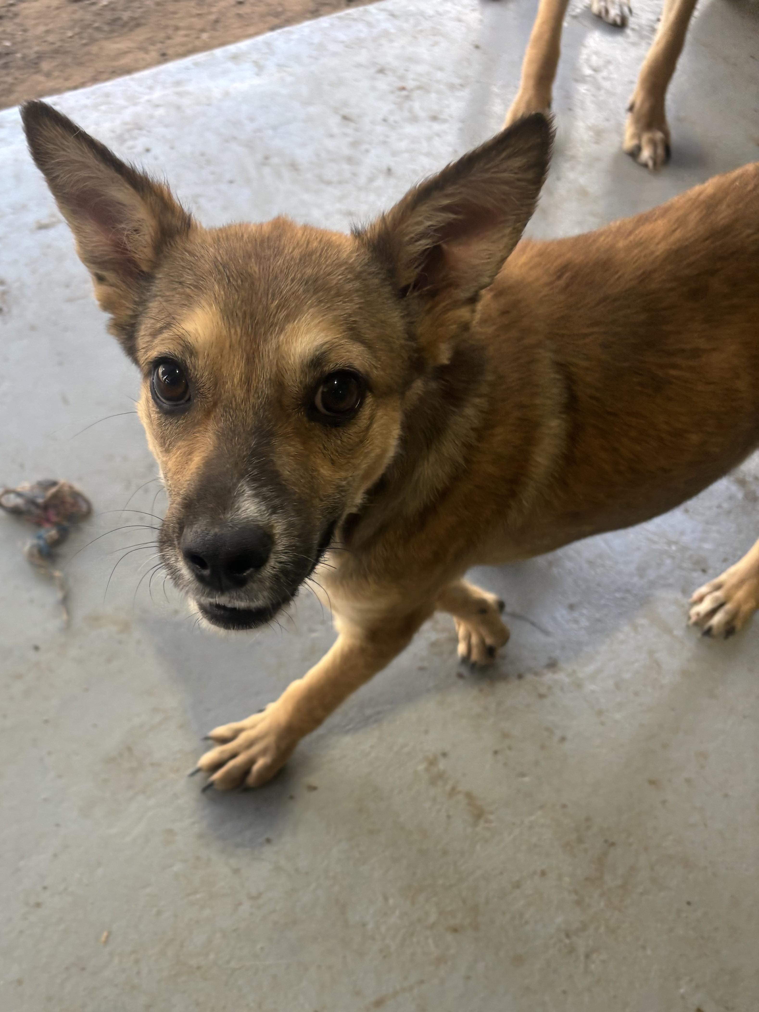 Millie, a Adoptable mixed breed in Coldspring, TX image 6/6