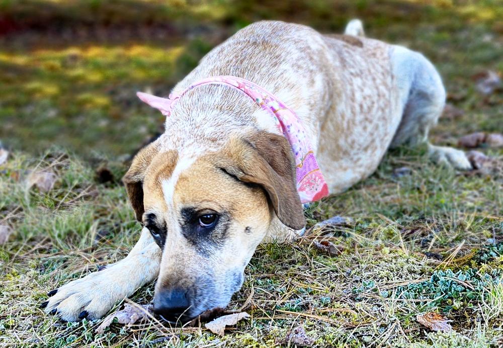Marley, a Adoptable Hound in Cheboygan, MI image 2/6