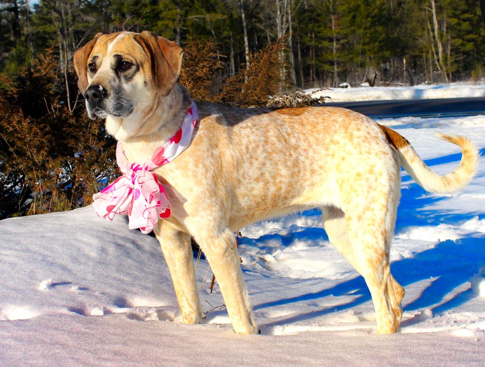 Marley, Adoptable, Young Female Hound.