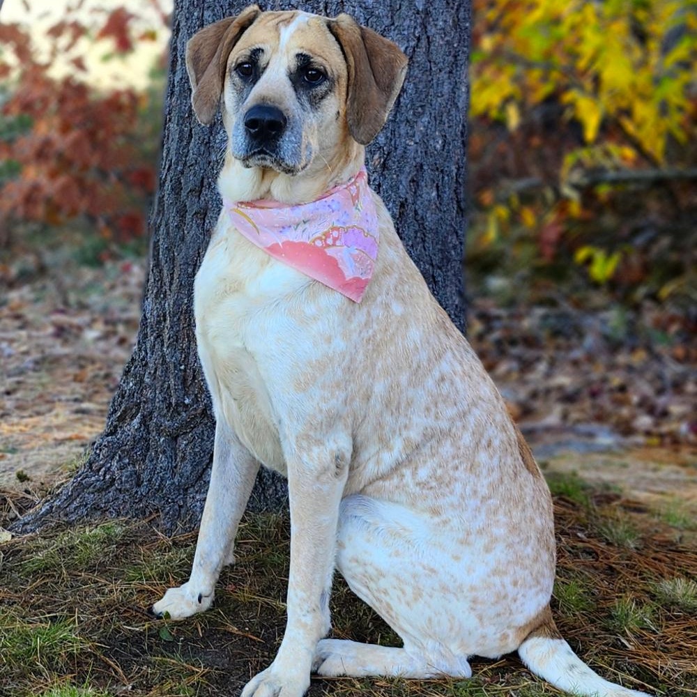 Marley, a Adoptable Hound in Cheboygan, MI image 5/6