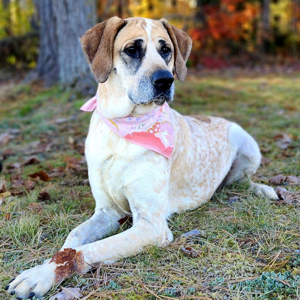 Marley, Adoptable, Young Female Hound.