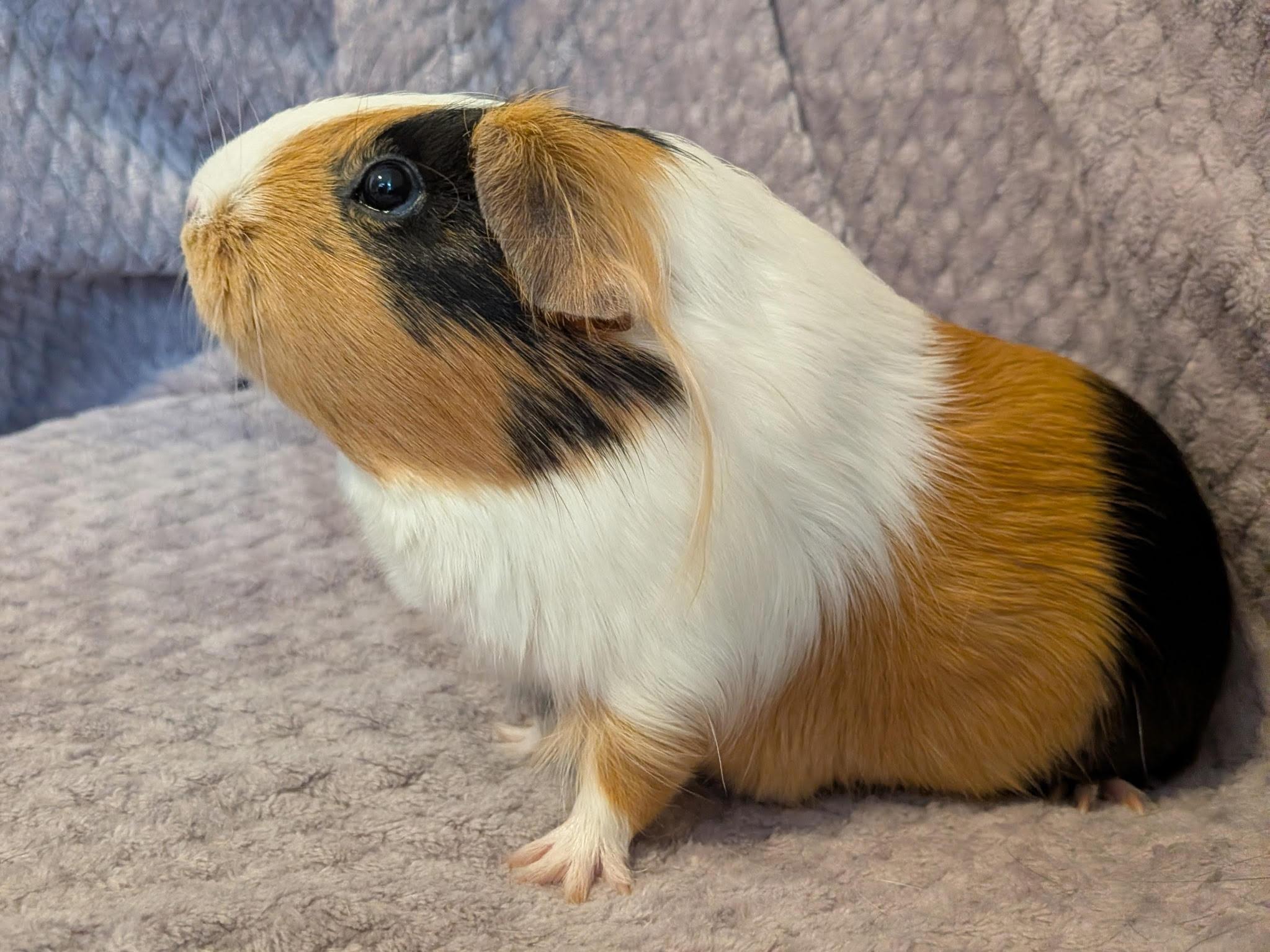 Mabel and Mildred, Adoptable, Adult Female Short-Haired.