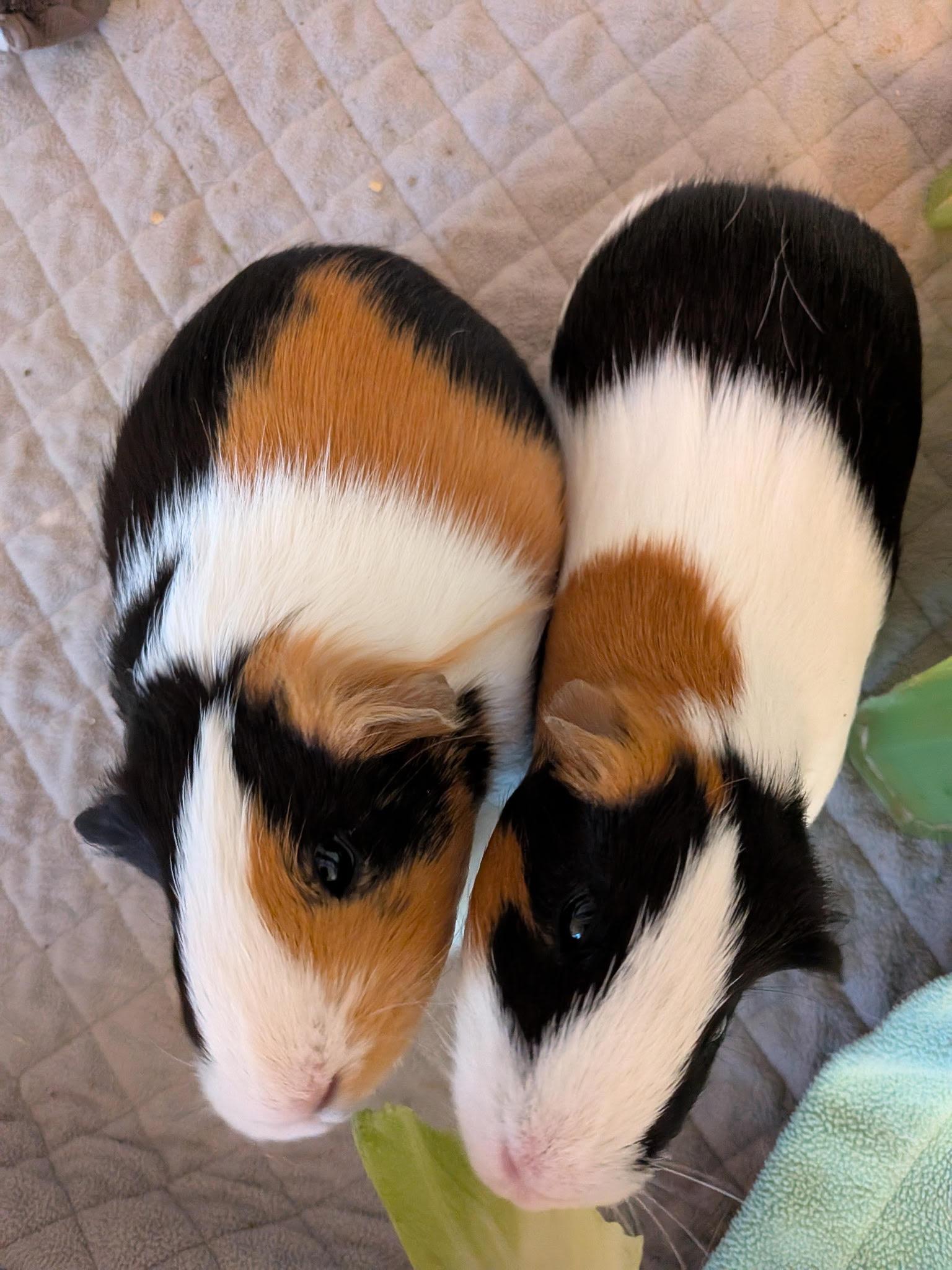 Enlarge Mabel and Mildred, a Adoptable Short-Haired in Wellington, CO image 3/4