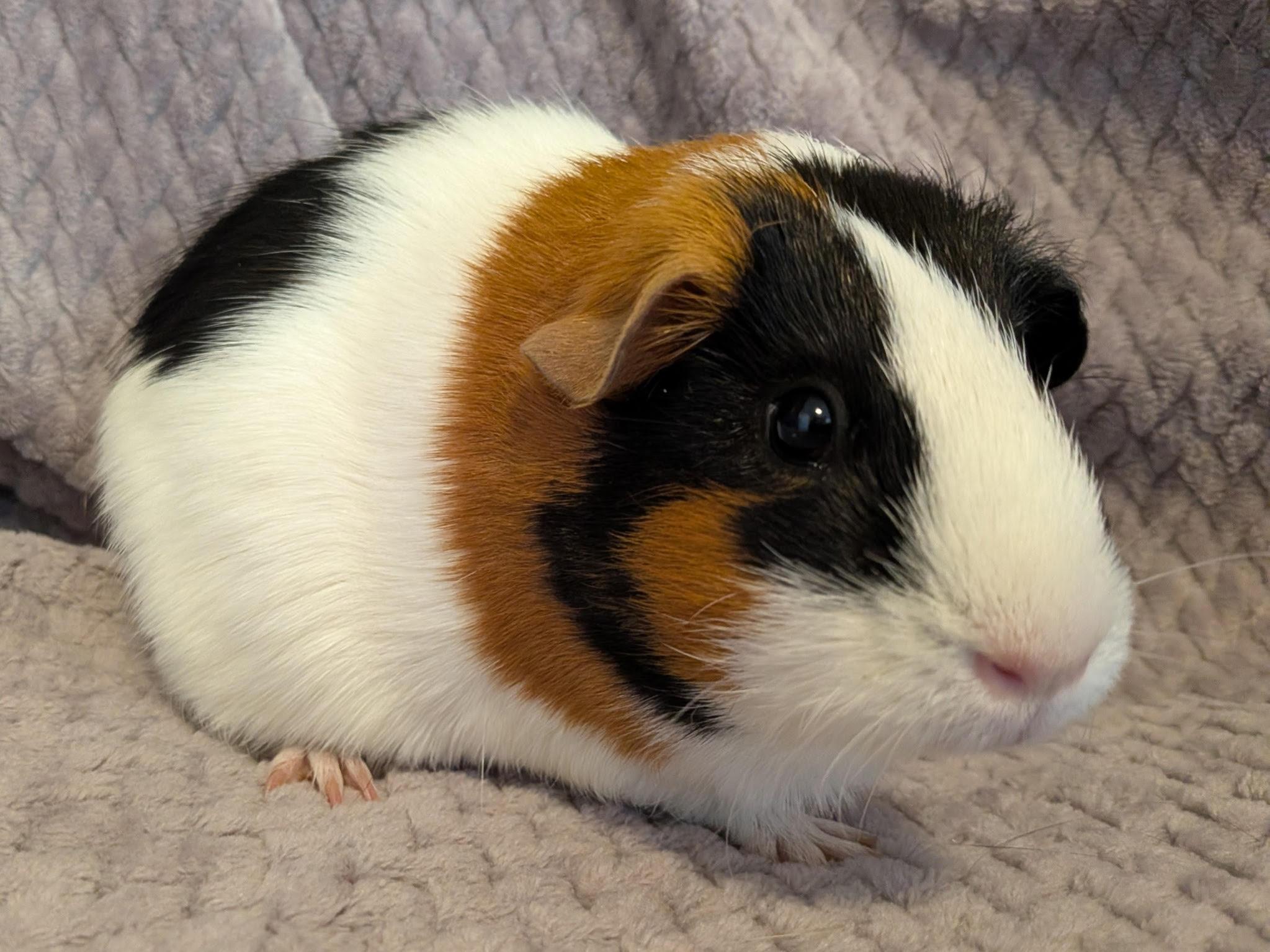 Enlarge Mabel and Mildred, a Adoptable Short-Haired in Wellington, CO image 4/4