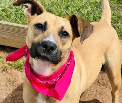 Enlarge Dolly Madison $85, a Adoptable mixed breed in Seneca, SC image 1/3