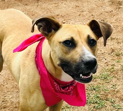 Enlarge Dolly Madison $85, a Adoptable mixed breed in Seneca, SC image 2/3