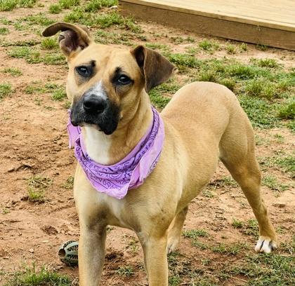 Dolly Madison $85, Adoptable, Young Female Black Mouth Cur & Mixed Breed.