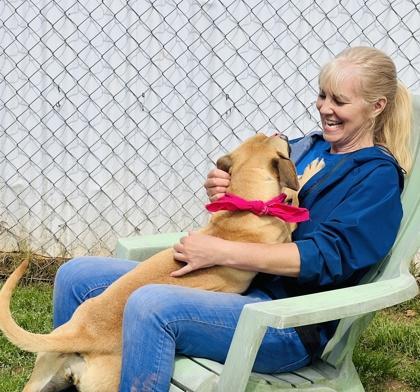 Enlarge Dolly Madison $85, a Adoptable mixed breed in Seneca, SC image 3/3