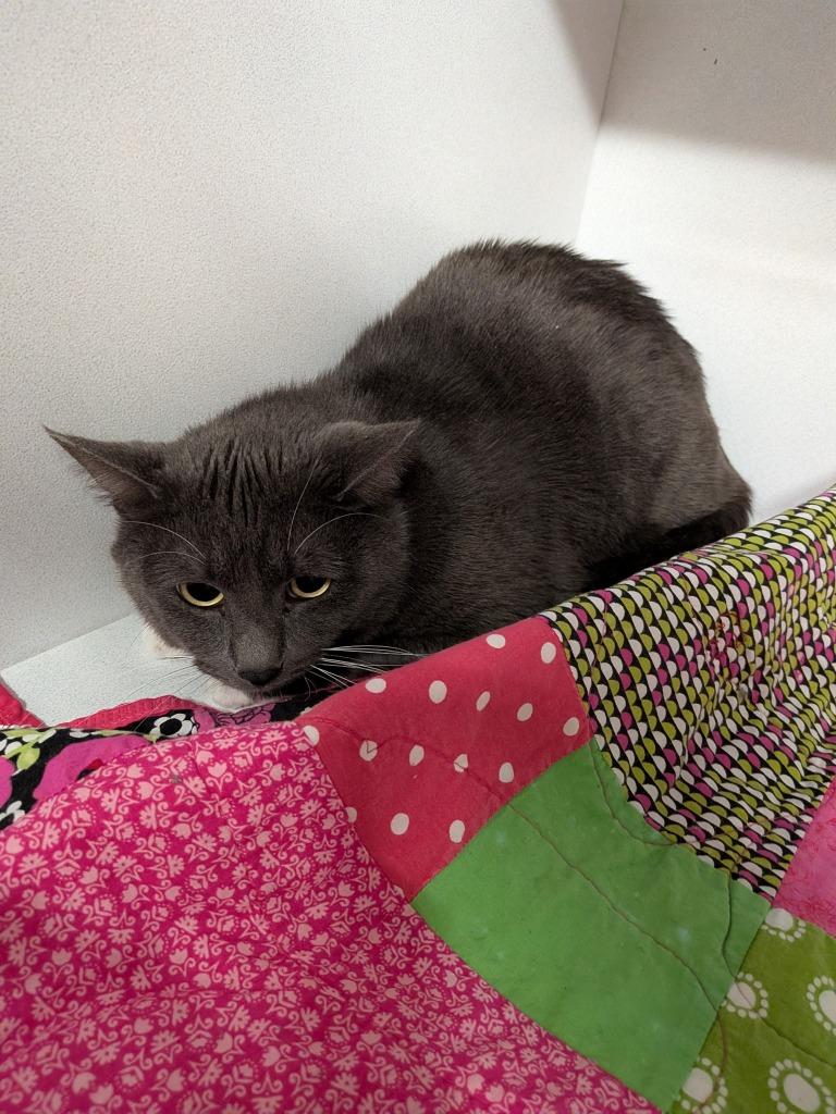 Leo, Adoptable, Adult Male Domestic Short Hair.