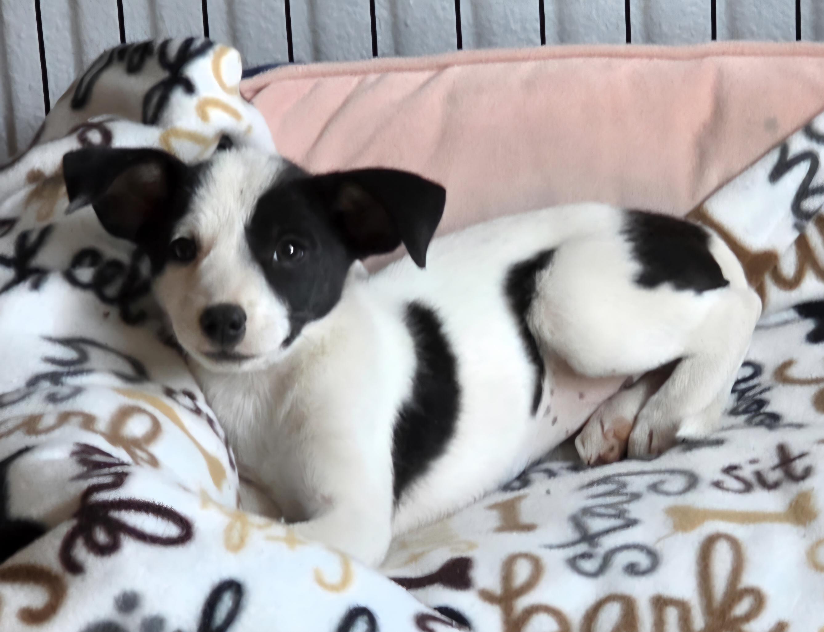 Moo, ADOPTABLE, Puppy Female Rat Terrier & Terrier.