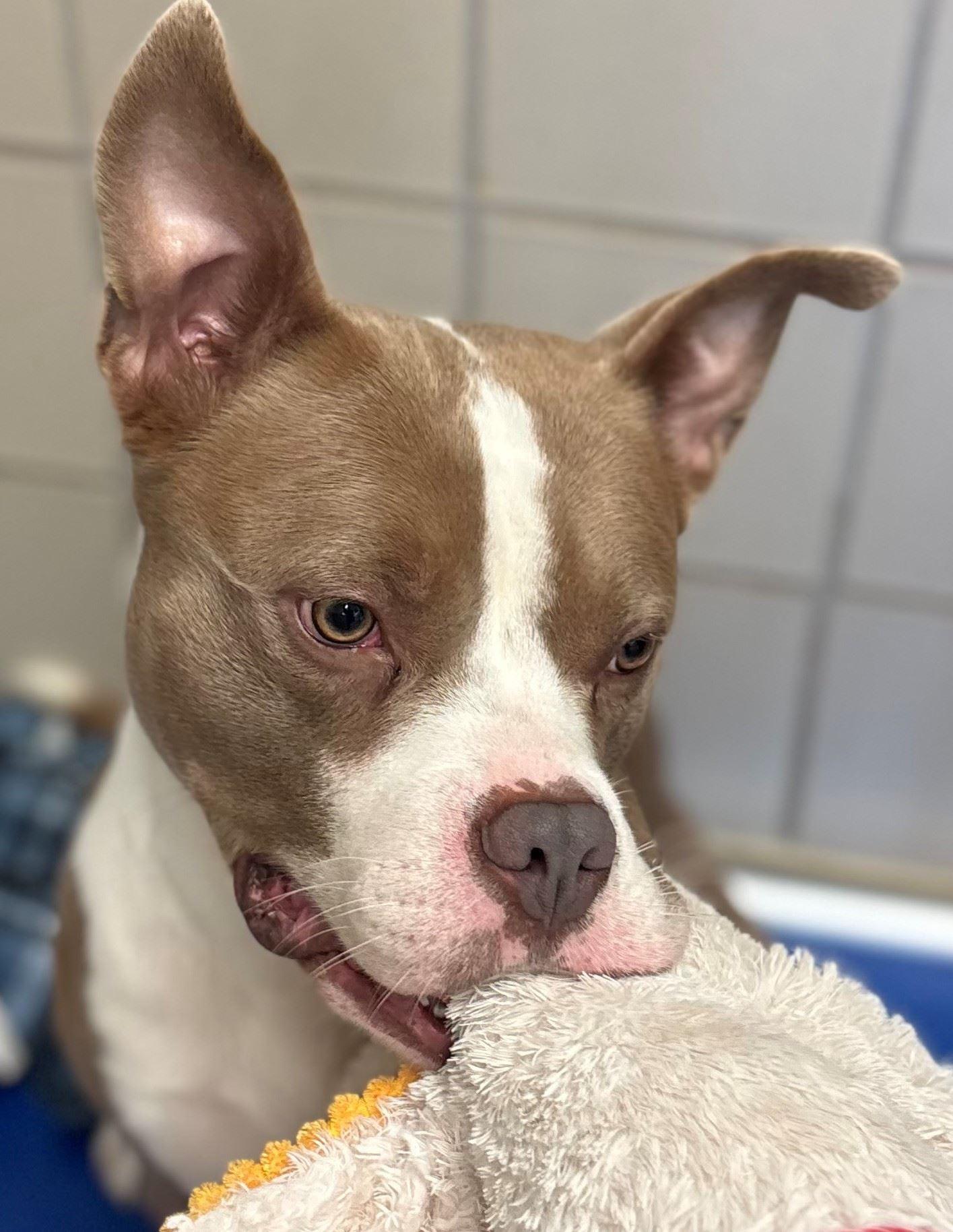 Block, a ADOPTABLE mixed breed in Iowa City, IA image 2/3